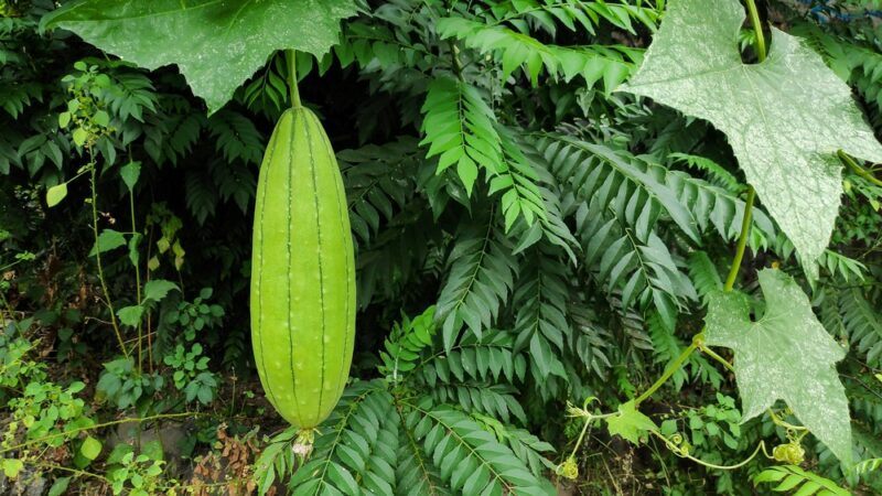 A single luffa gourd growing on a tree outside, surrounded by many leaves