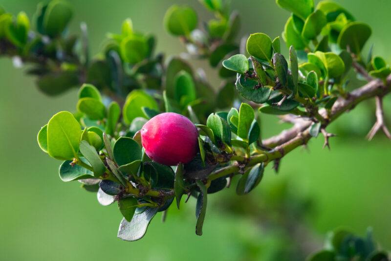 A single natal plum growing on a green branch, with an out of focus green background