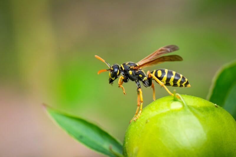 A single wasp standing alert on a green apple or another piece of green fruit. The background to the image is out of focus.