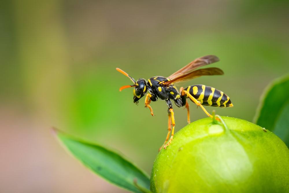 What Do Wasps Eat? How To Keep Yourself And Your Home Safe Food For Net