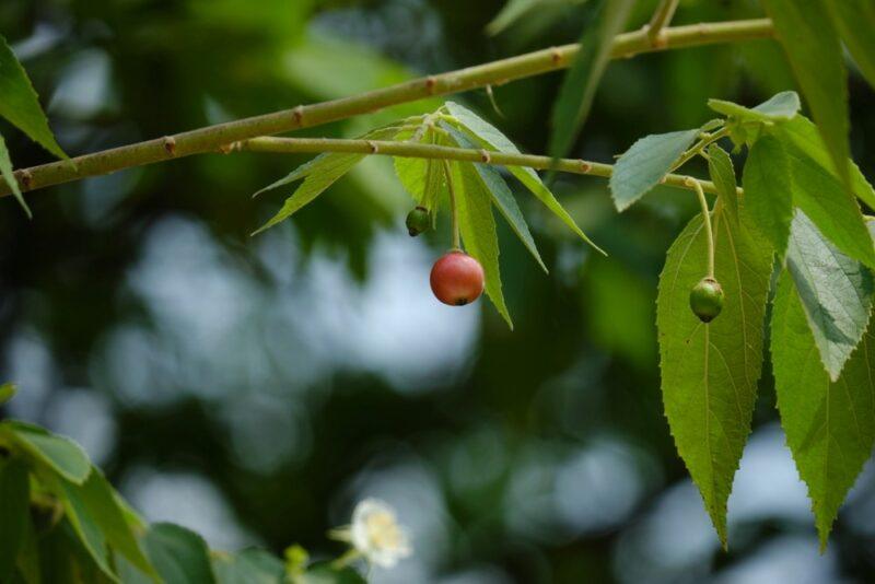 Small berries growing on a Jamaican strawberry tree