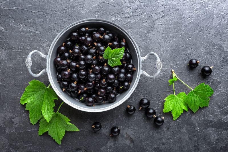 A steel bowl with handles that contains blackcurrants, along with some leaves and a few backcurrants scattered on the gray table