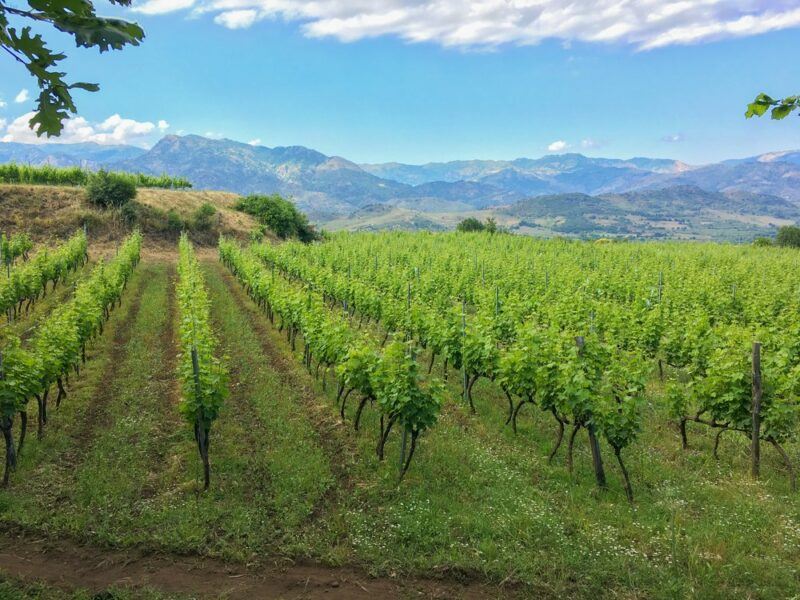 A vineyard in Sicily highlighting Etna Rosso grapes