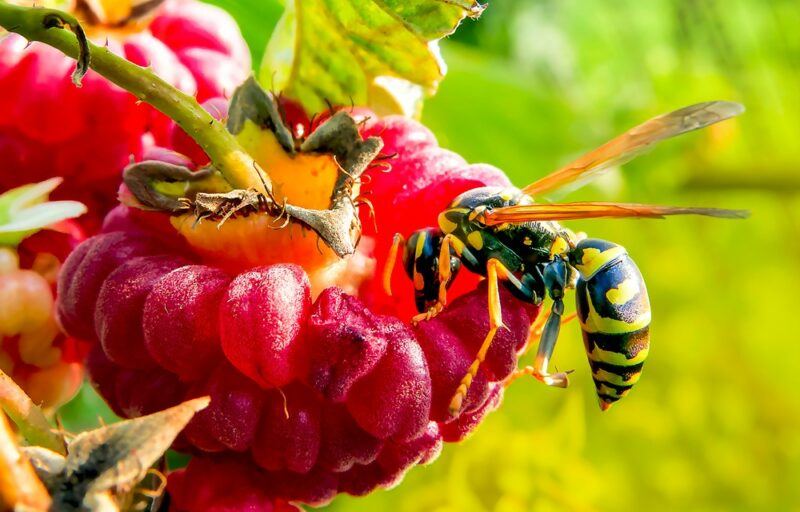 A macro image showing a single wasp perched on a raspberry, with a couple of raspberries nearby