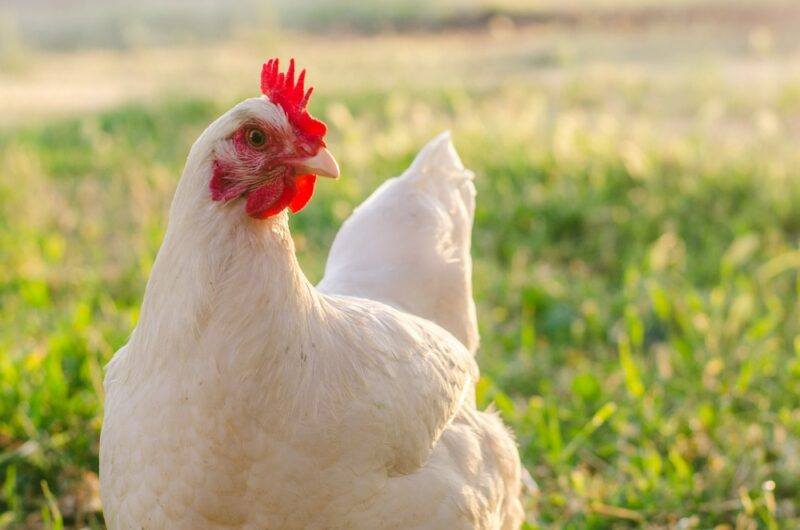 A white chicken outside | Food For Net A white chicken on its own outside with grass in the background