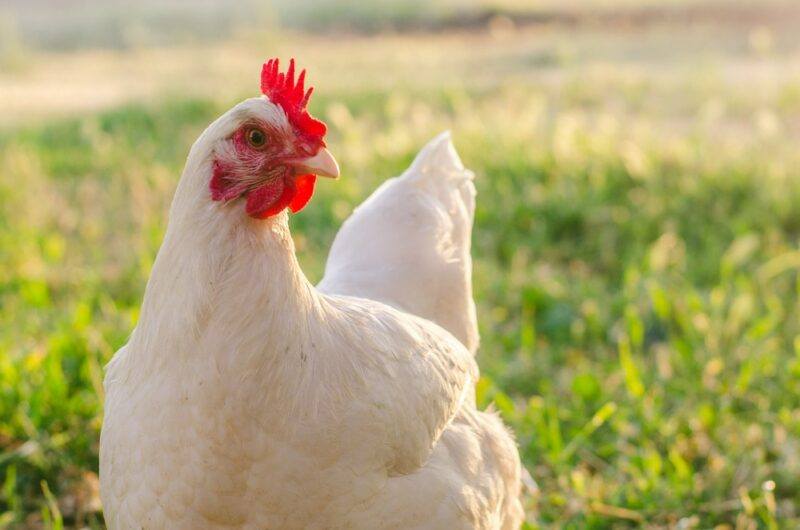 A white chicken on its own outside with grass in the background