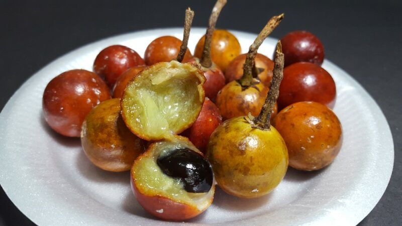 A white plate containing various balata fruits. Some are whole, while one has been opened