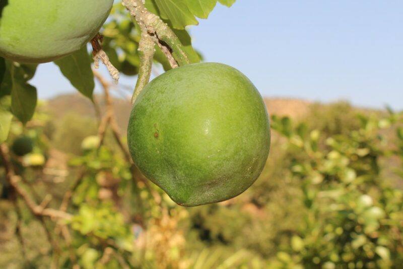 A single white sapote fruit growing on a tree outside