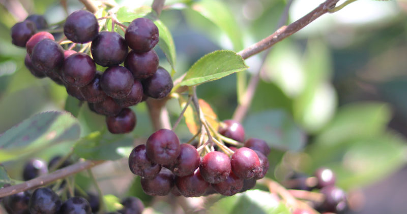 Clusters of acai berries growing on a vine or tree