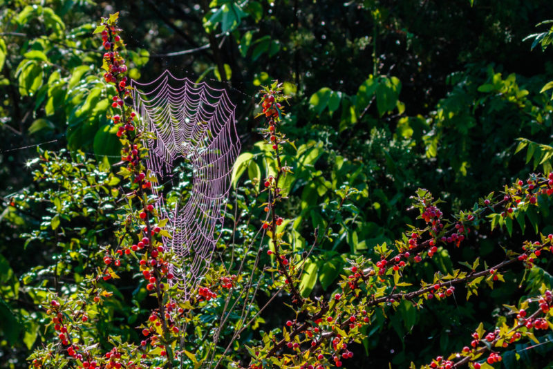  bagas de Agarita que crescem em uma floresta com as folhas da árvore e uma teia de aranha