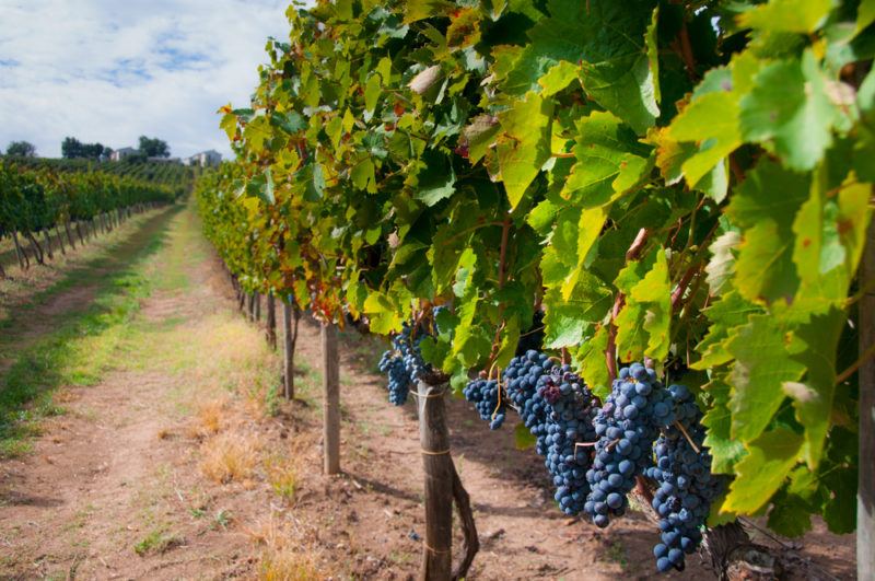 Aglianico Grapes