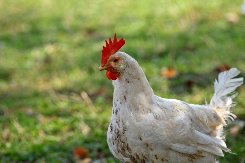 An Austra White chicken with a red comb, walking on grass