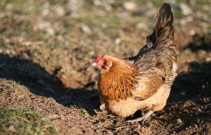 An Easter Egger chicken sitting on brown soil