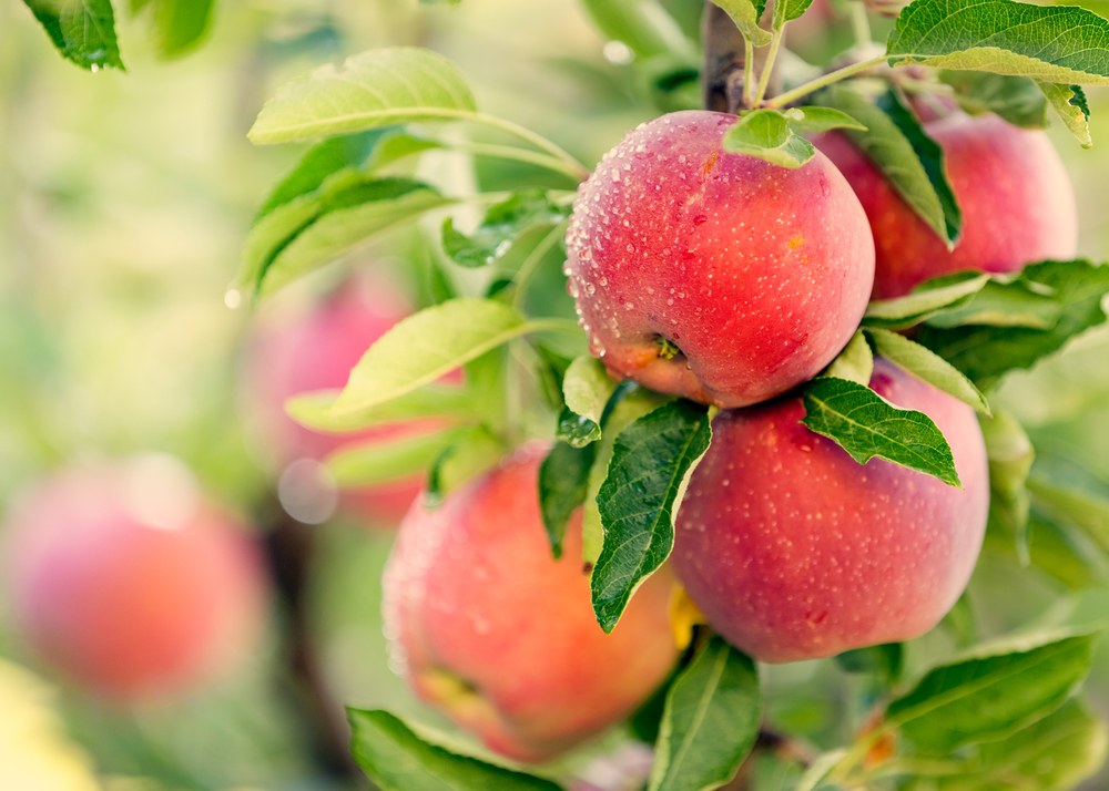 Various apples on a tree