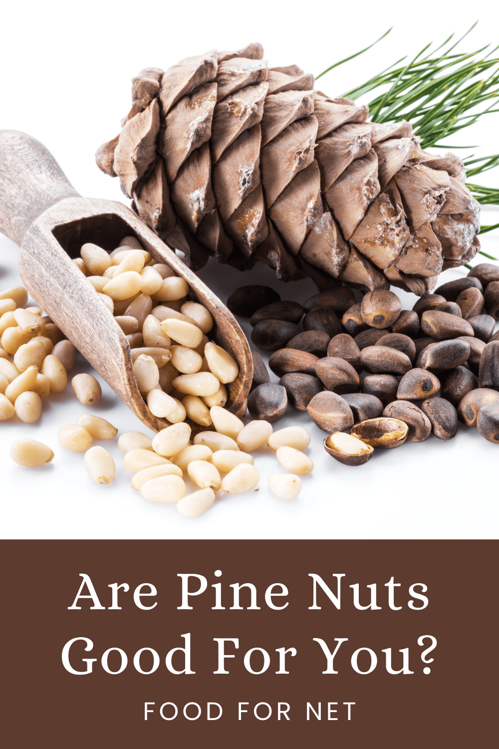 A pine cone on a white background, with one scoop of pine nuts and another scoop of the nuts still in their shells, looking at whether pine nuts are good for you