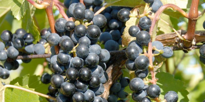 Baco Noir grapes