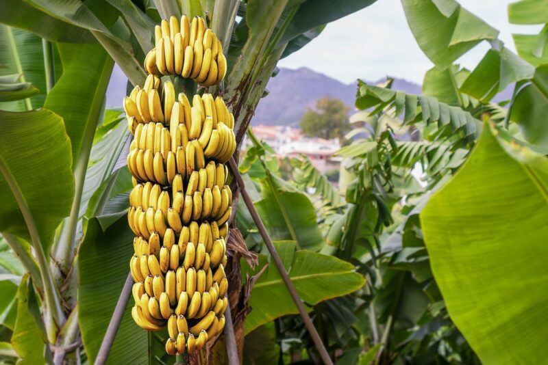 Many bananas growing in a bunch on a tree outside