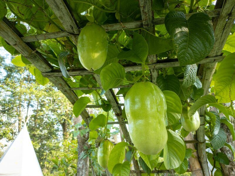 Green immature barbadine fruits growing heavy under a trellis outside