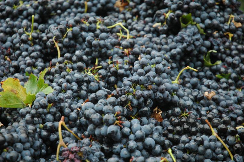 Barbera Grapes