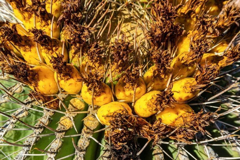 Fresh pieces of barrel cactus fruit still in the cactus surrounded by spines