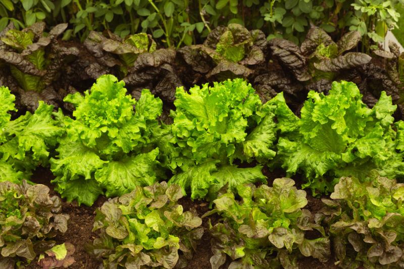 a row of Batavian lettuce planted on the ground