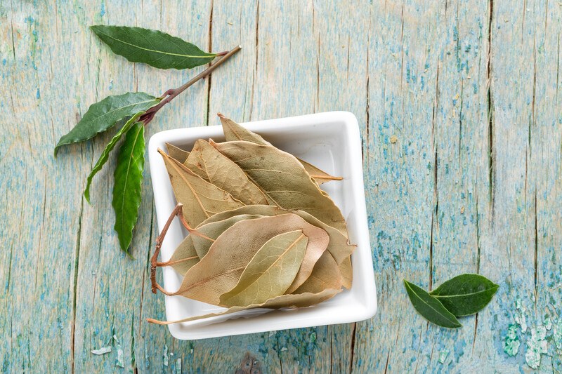 Top view image of bay leaves on a ceramic square dish with fresh green laurel leaf around it.