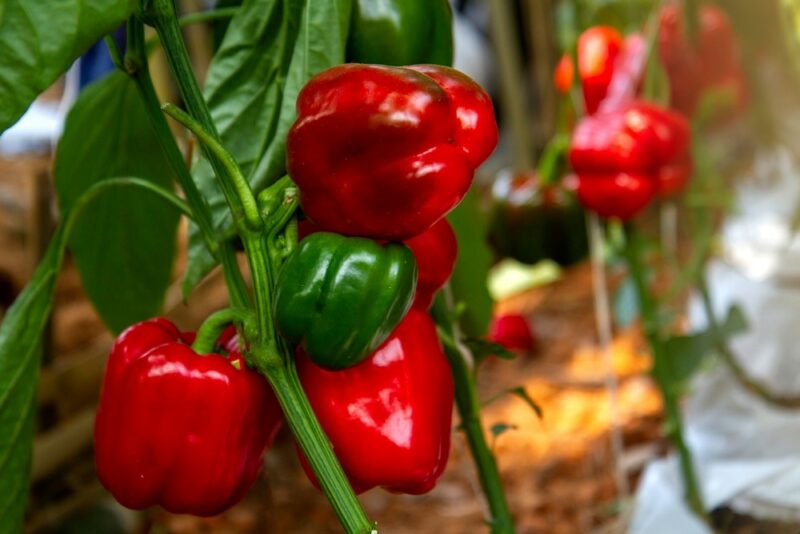 Red peppers growing on a vine outside