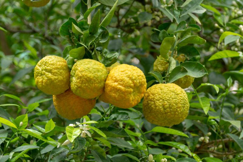 Bergamot orange with a bunch of fresh bergamot oranges