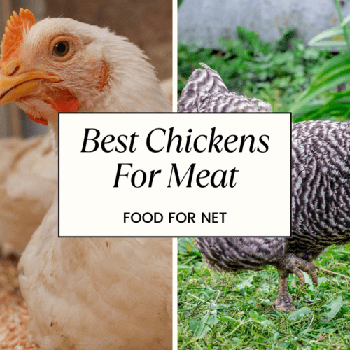 Top 10 Spices for Chicken and Easy Dinner Ideas Food For Net