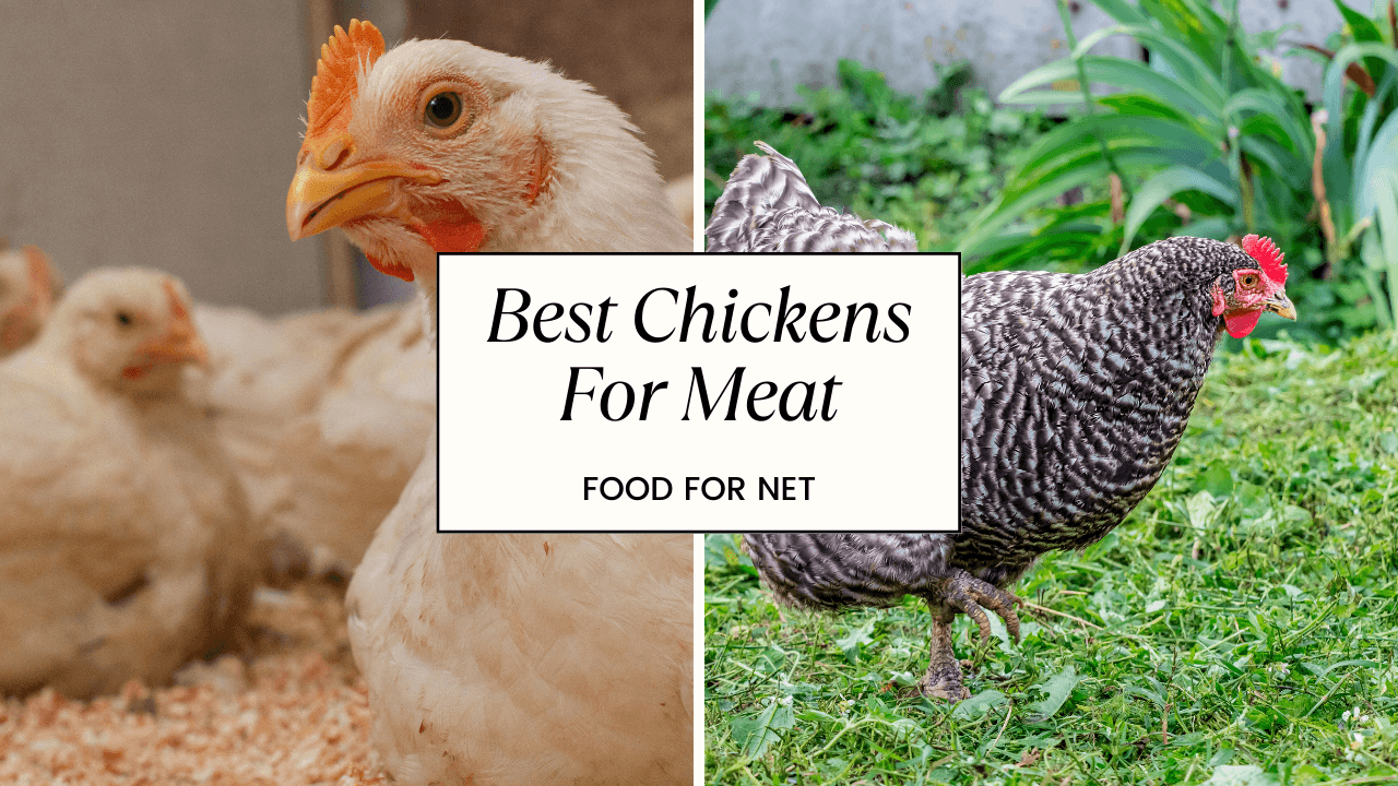 22 Best Meat Chickens You Can Raise Yourself Food For Net