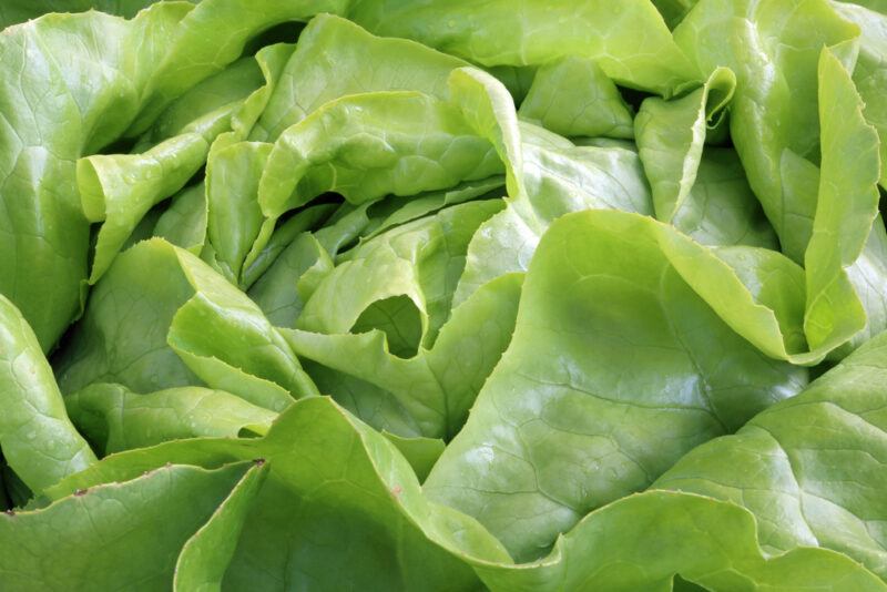 a closeup image of a head of Bibb lettuce