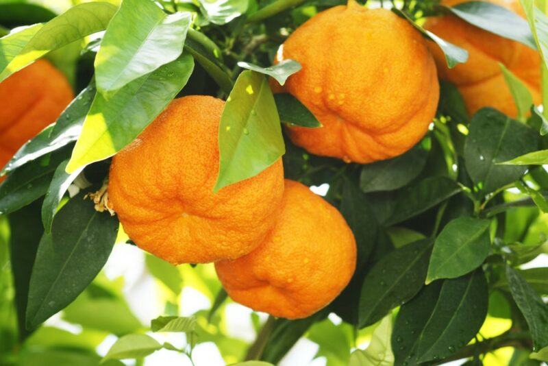 A few bitter oranges growing outside against greenery