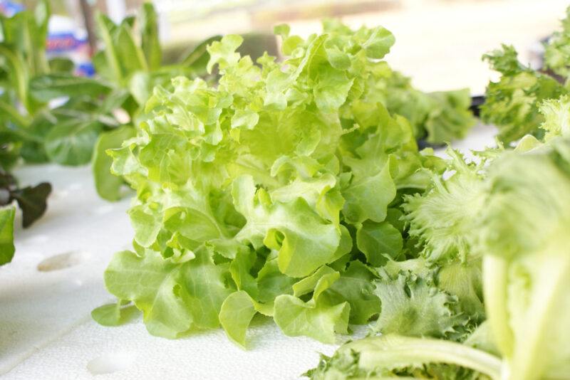 closeup image of Black Seeded Simpson on a white surface with different types of lettuce partially seen around it