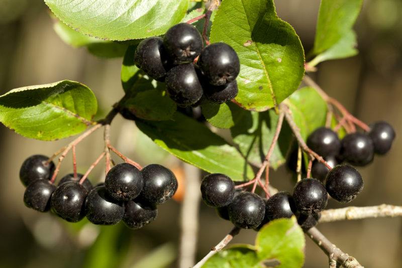 Three clusters of black chokeberries on a bush