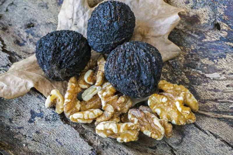 Black walnuts | Food For Net Whole black walnuts and some that are out of their shells
