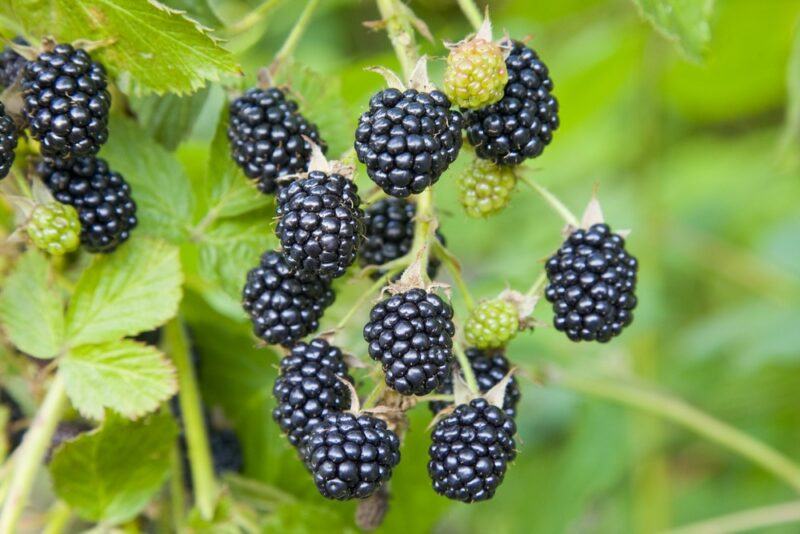 Fresh blackberries growing on a bush outside