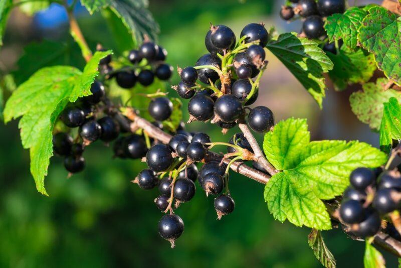 Many black currants growing on a vine outside