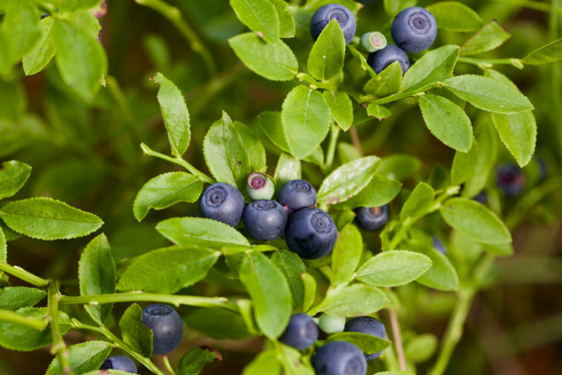 Blue bilberries growing in a bush with light green leaves