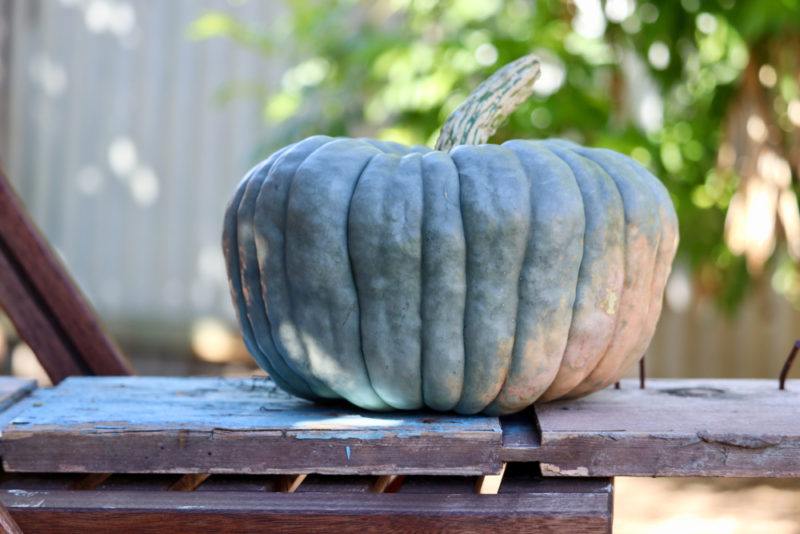 A single blue pumpkin resting on a table outside