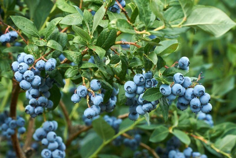 Many blueberries growing on a bush outside