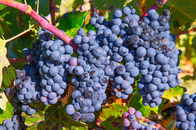 Bobal wine grapes mediterranean