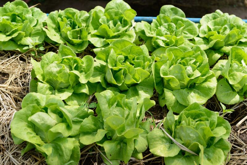 Boston lettuces planted on the ground with hay