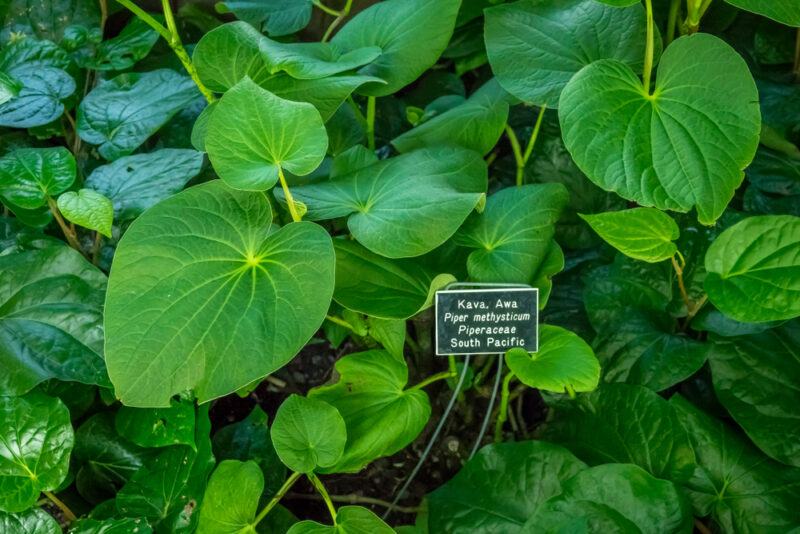 Bright green kava leaves growing in a garden, with a small sign talking about the plant