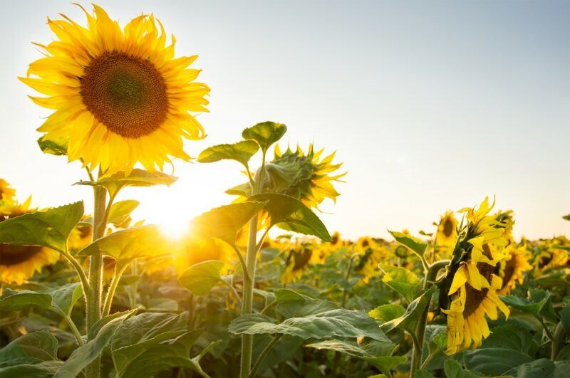 Sunflowers growing in a field with the sun shining behind them