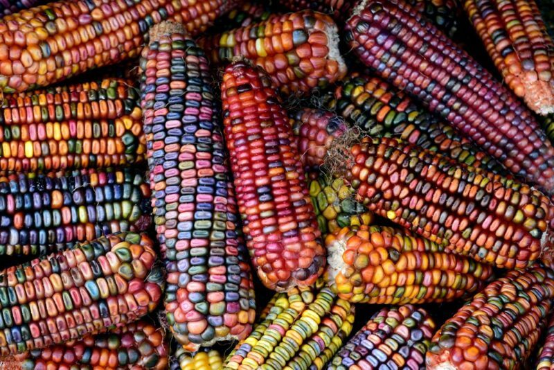 A pile of brightly colored ornamental corn