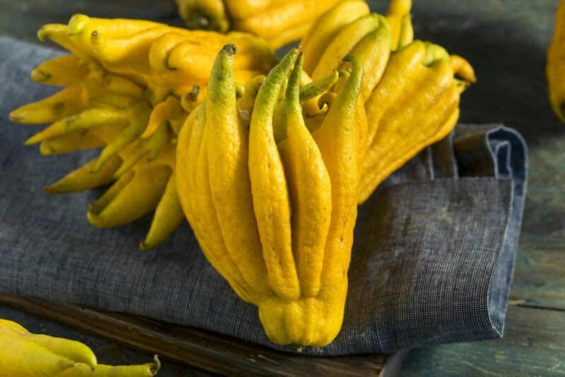 A few ornamental Buddha's hand fruits on a black cloth