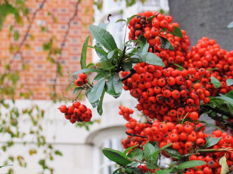 A cluster of red buffalo berries growing outside a house