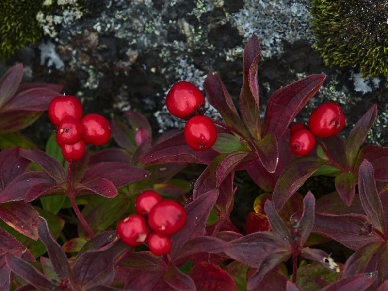 Bright bunchberries with dark red leaves growing outside