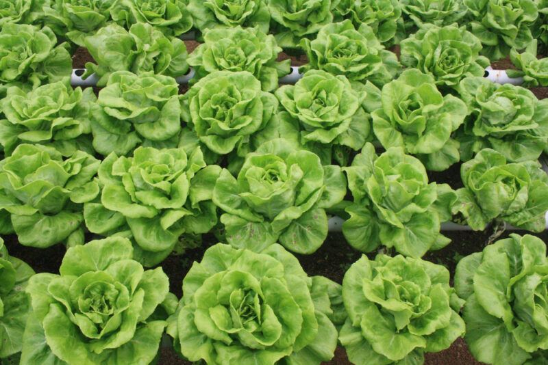 rows of planted Buttercrunch lettuce via a hydroponic system