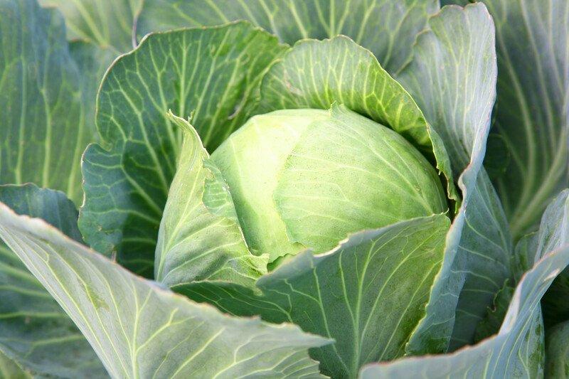 This photo shows a closeup of a head of cabbage growing in a garden.